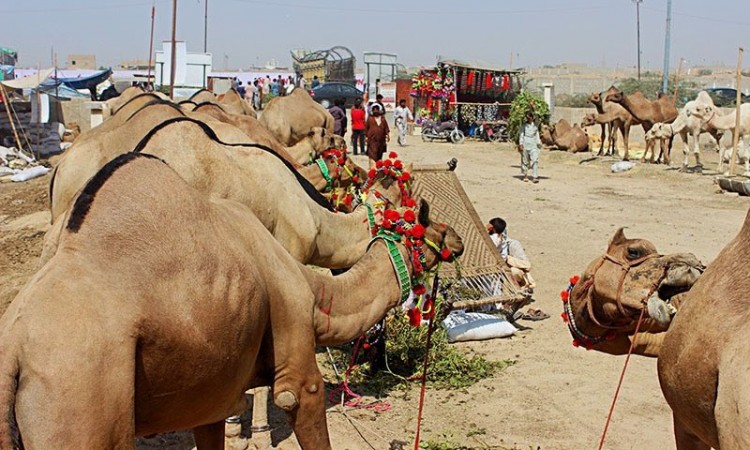 İlginç bir gelenek 'deve berberliği' - 609