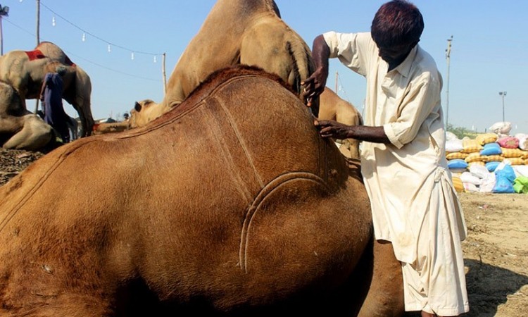 İlginç bir gelenek 'deve berberliği' - 814