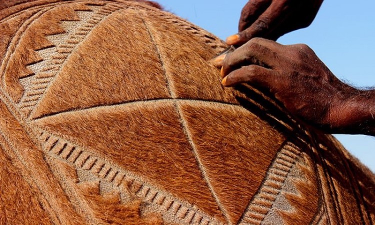 İlginç bir gelenek 'deve berberliği' - 723