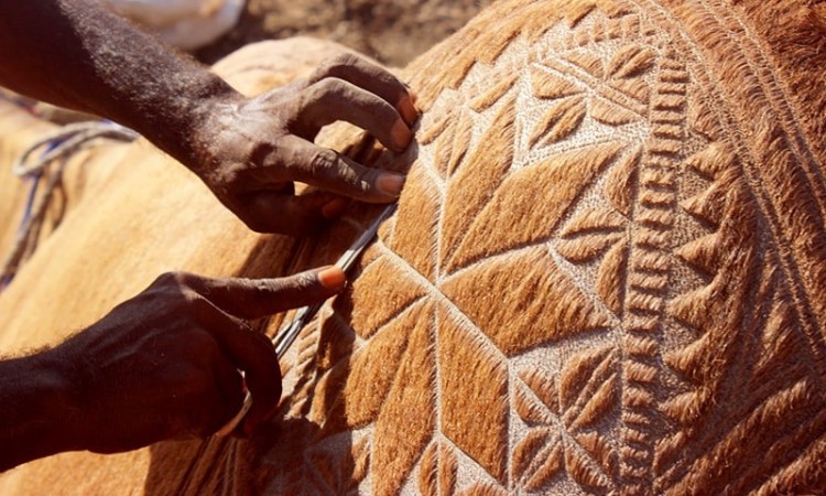 İlginç bir gelenek 'deve berberliği' - 730