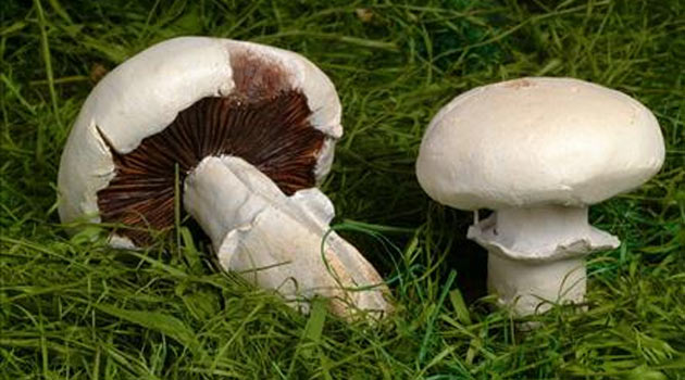 Peygamber Efendimizin tavsiye ettiği yiyecekler - 5