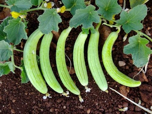 Peygamber Efendimizin tavsiye ettiği yiyecekler - 14