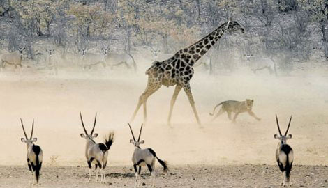 Vahşi doğada çekilmiş ödüllü fotoğraflar - 6