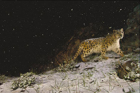 Vahşi doğada çekilmiş ödüllü fotoğraflar - 15