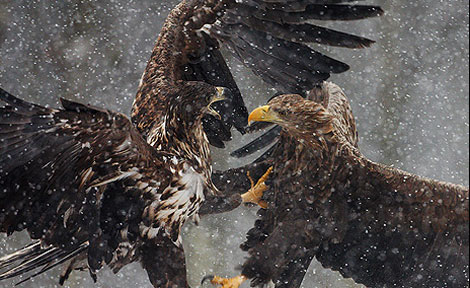 Vahşi doğada çekilmiş ödüllü fotoğraflar - 13