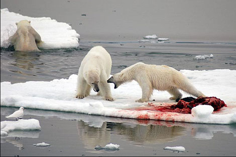 Vahşi doğada çekilmiş ödüllü fotoğraflar - 12