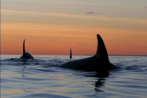 Vahşi doğada çekilmiş ödüllü fotoğraflar - 4