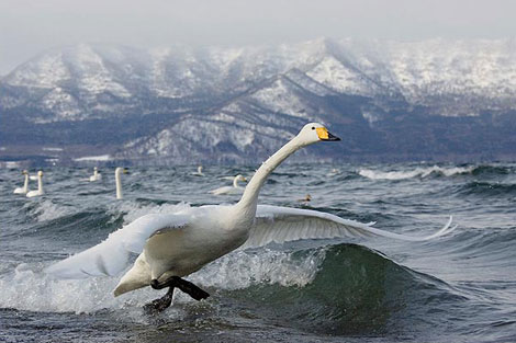 Vahşi doğada çekilmiş ödüllü fotoğraflar - 1