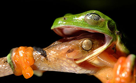 Vahşi doğada çekilmiş ödüllü fotoğraflar - 2