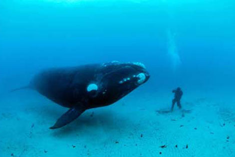 Vahşi doğada çekilmiş ödüllü fotoğraflar - 7