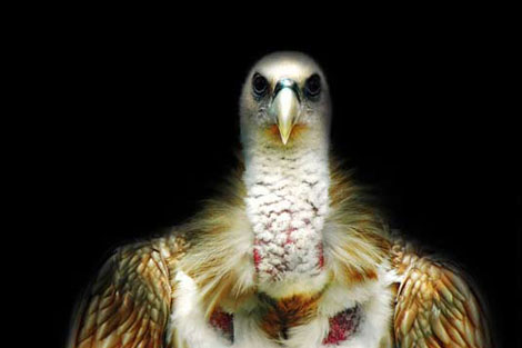 Vahşi doğada çekilmiş ödüllü fotoğraflar - 16