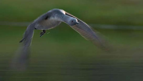 Vahşi doğada çekilmiş ödüllü fotoğraflar - 17
