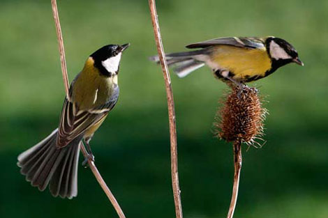 Vahşi doğada çekilmiş ödüllü fotoğraflar - 11
