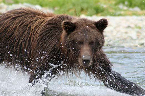 Vahşi doğada çekilmiş ödüllü fotoğraflar - 9