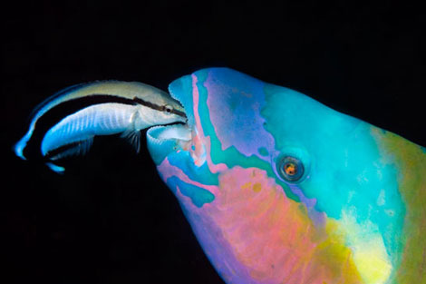 Vahşi doğada çekilmiş ödüllü fotoğraflar - 8