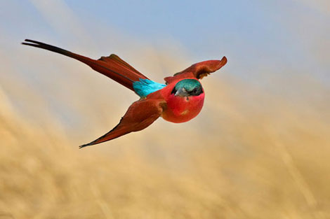 Vahşi doğada çekilmiş ödüllü fotoğraflar - 3