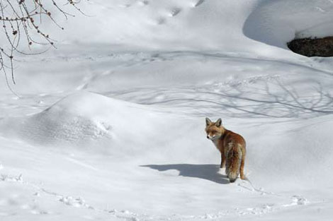 Vahşi doğada çekilmiş ödüllü fotoğraflar - 14