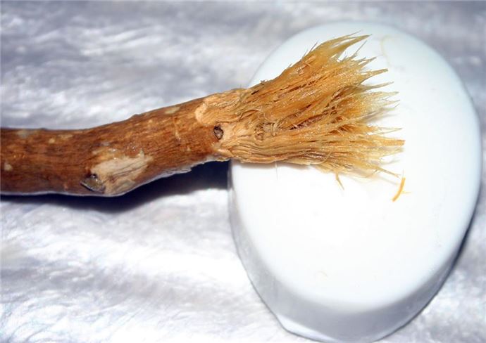 Misvak kullanmanın faydaları - 15