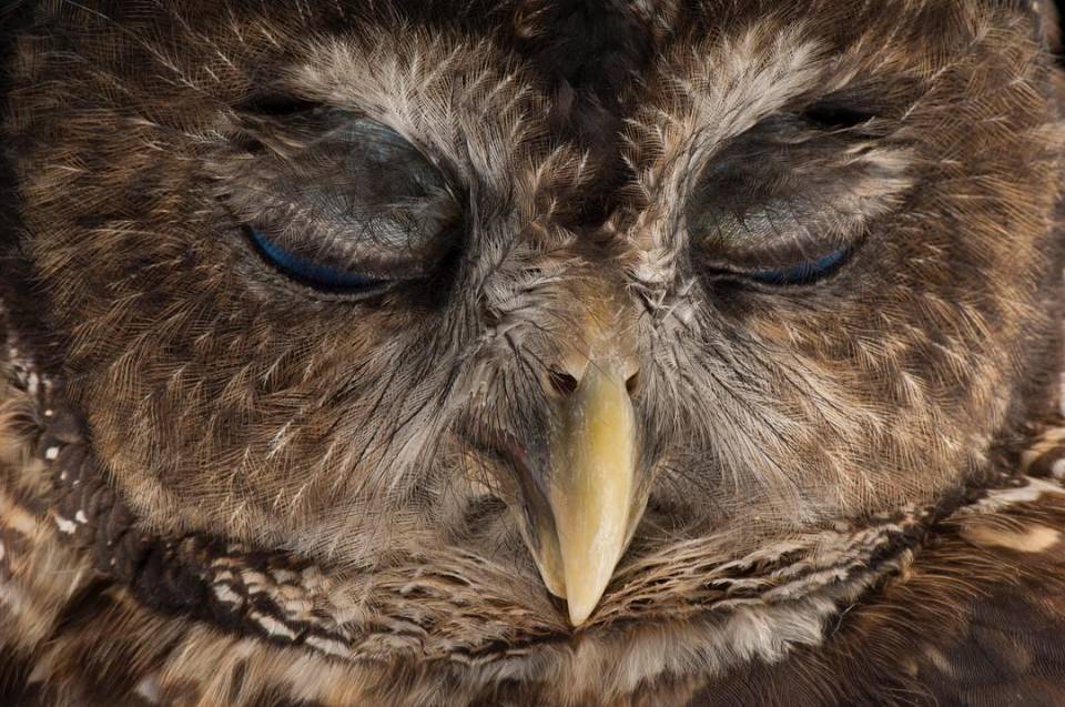 National Geographic'ten harika kareler - 718