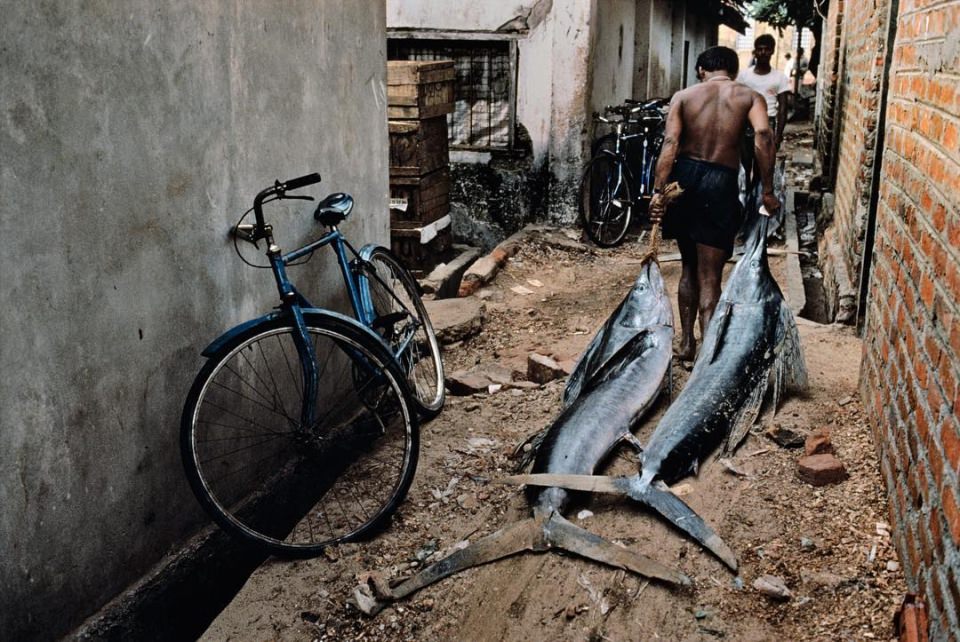 National Geographic'ten harika kareler - 906