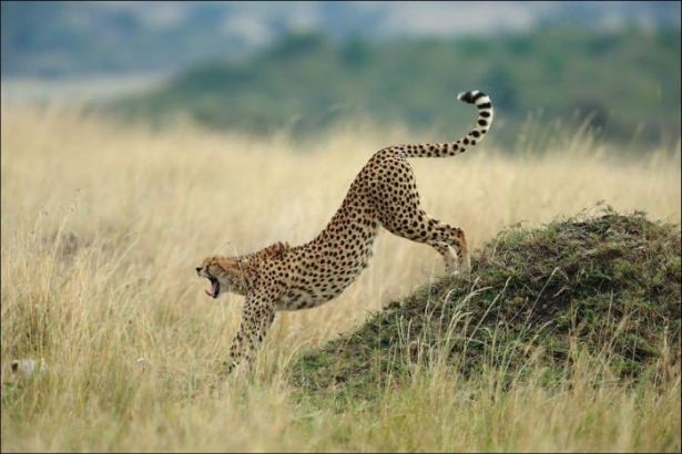 National Geographic'ten harika kareler - 925