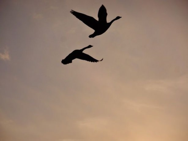 National Geographic'ten harika kareler - 651