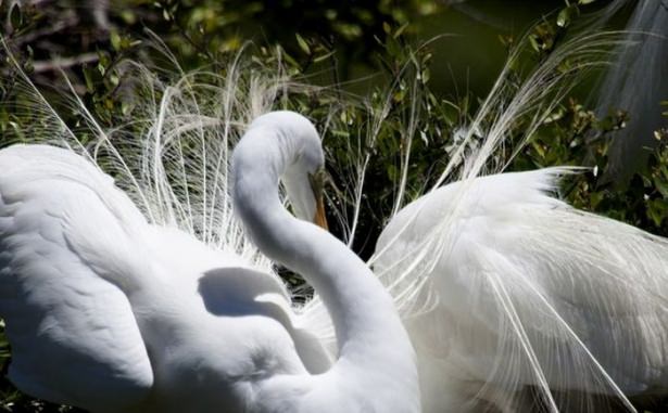 National Geographic'ten harika kareler - 916