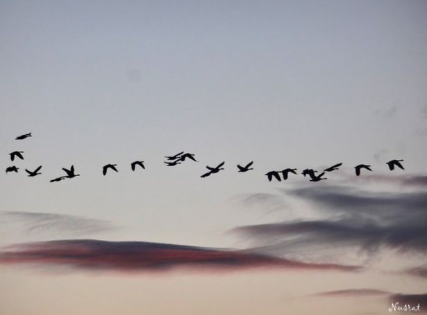 National Geographic'ten harika kareler - 556