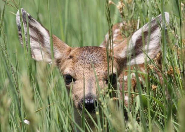 National Geographic'ten harika kareler - 880