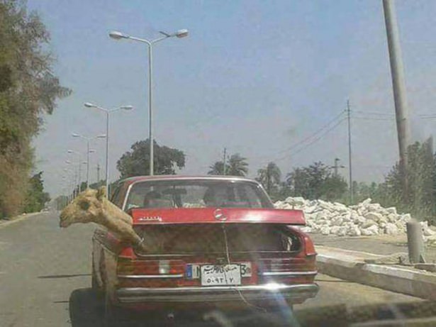 Sosyal medyada paylaşılan birbirinden ilginç fotoğraflar - 37