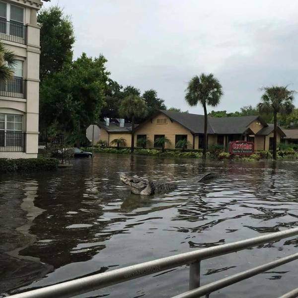 Sosyal medyada paylaşılan birbirinden ilginç fotoğraflar - 12