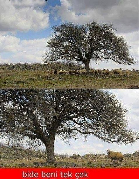 Gülme garantili capsler - 2