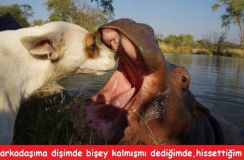 Gülme garantili capsler - 9