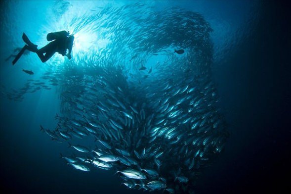 Su altı dünyasından harika kareler - 21