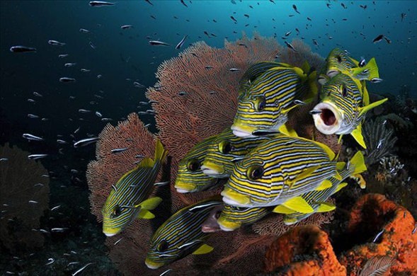 Su altı dünyasından harika kareler - 3