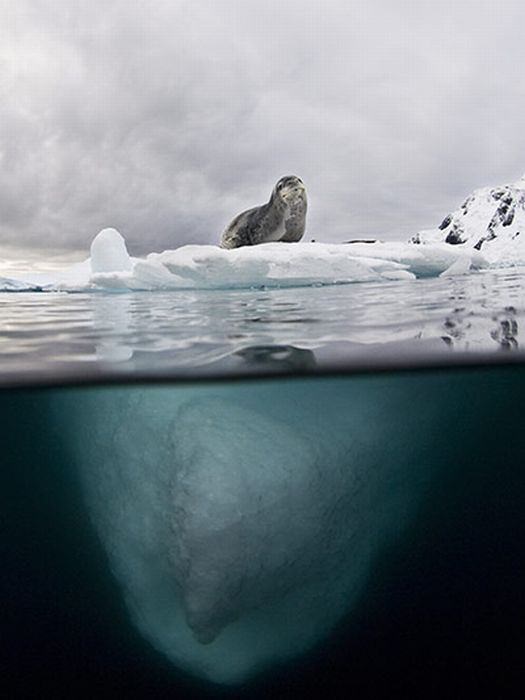 Su altı dünyasından harika kareler - 10
