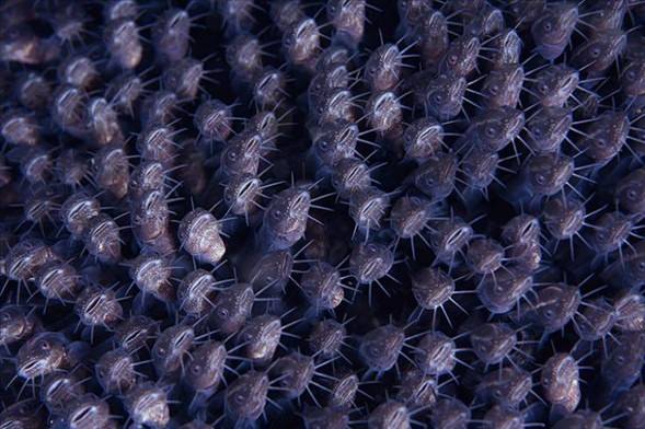 Su altı dünyasından harika kareler - 20