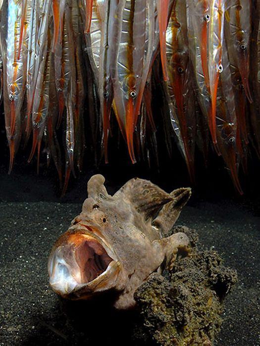 Su altı dünyasından harika kareler - 14