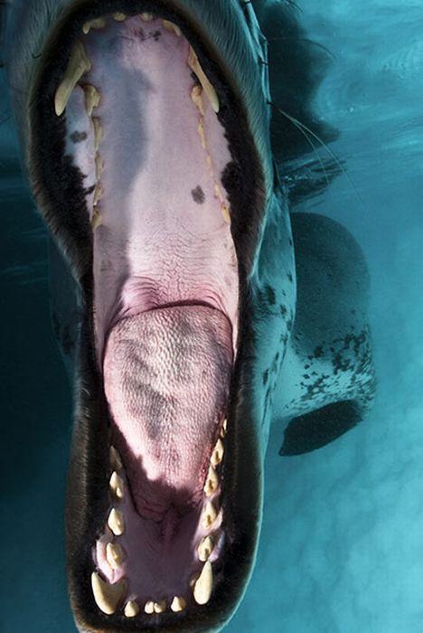 Su altı dünyasından harika kareler - 7