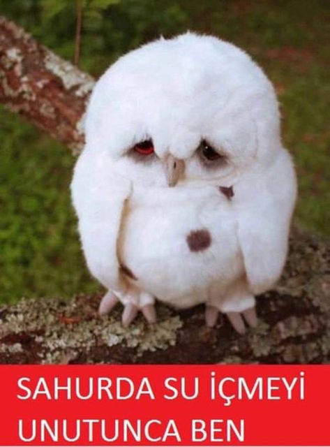 Ramazan ayı caps'leri - 639