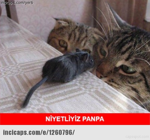 Ramazan capsleri görücüye çıktı - 16