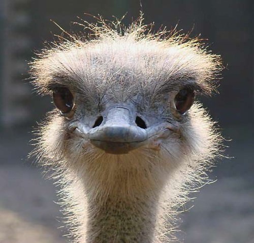 Az bilinen bilimsel gerçekler - 34