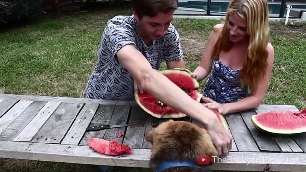 Karpuzun içine eritilmiş alüminyum dökülürse.. - 25