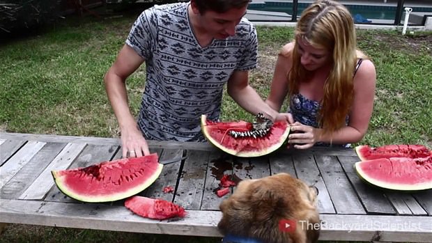 Karpuzun içine eritilmiş alüminyum dökülürse.. - 31