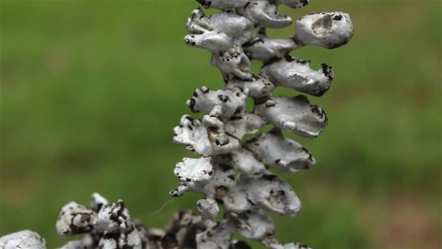 Karpuzun içine eritilmiş alüminyum dökülürse.. - 40