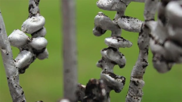 Karpuzun içine eritilmiş alüminyum dökülürse.. - 41