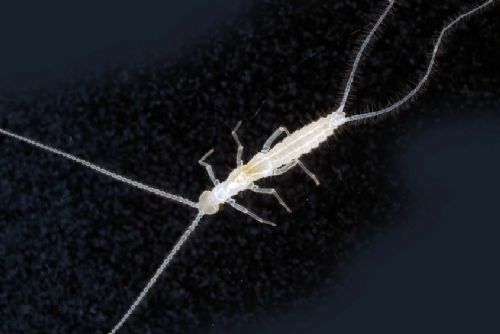 5,5 milyon yıllık mağara bulundu - 11