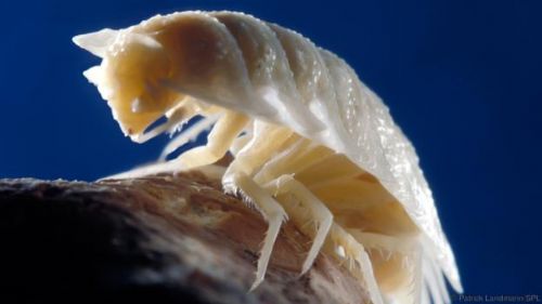 5,5 milyon yıllık mağara bulundu - 10