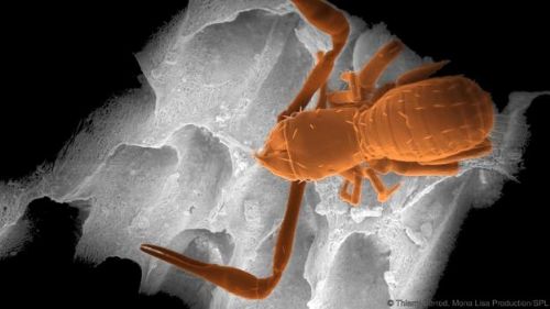 5,5 milyon yıllık mağara bulundu - 9