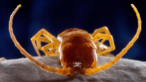 5,5 milyon yıllık mağara bulundu - 4